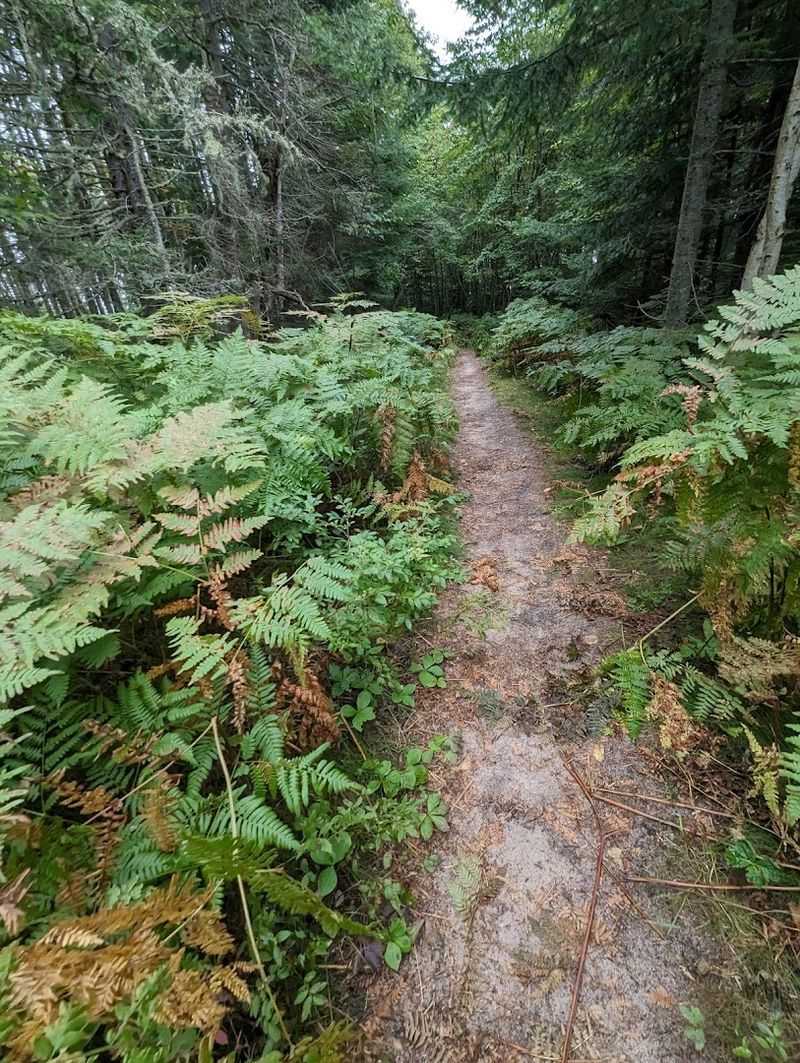 The Woodland Trail and Nature Path