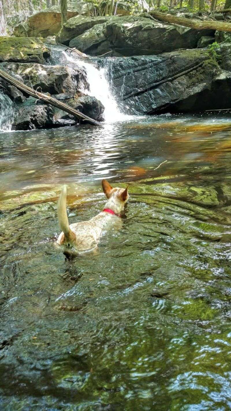 Bringing Dogs to the Trails