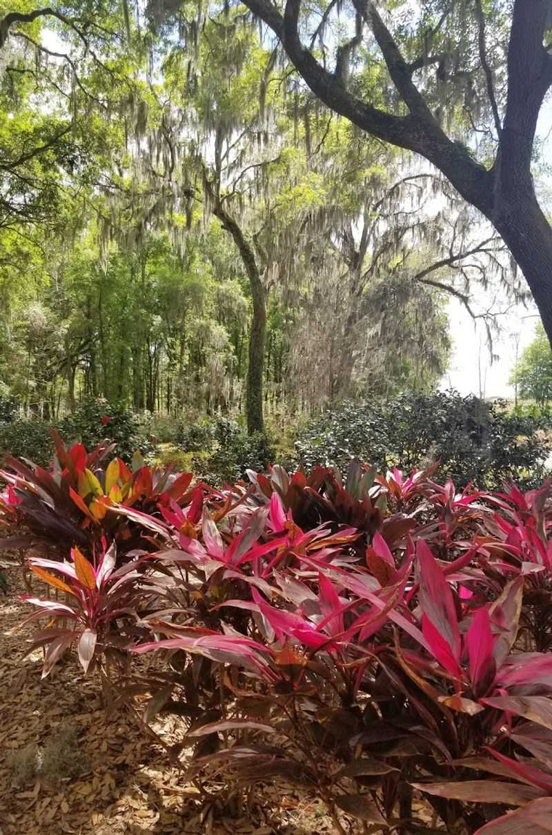 The Gardens and Flowers: Color, Fragrance, and Botanical Curiosities