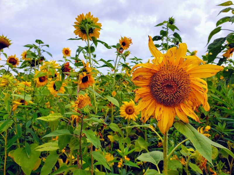 HarvestMoon Farm (Masaryktown, near Brooksville)