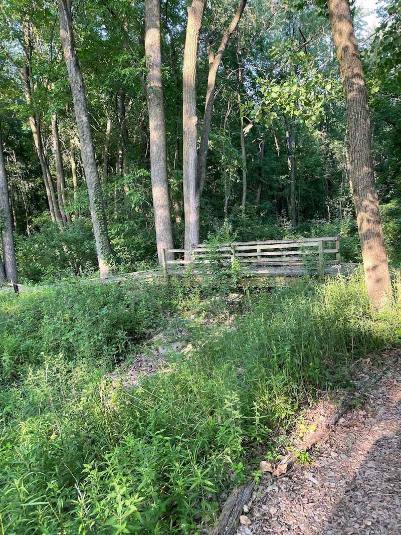 Deer, Owls, and the Quiet Reward of Slow Walking