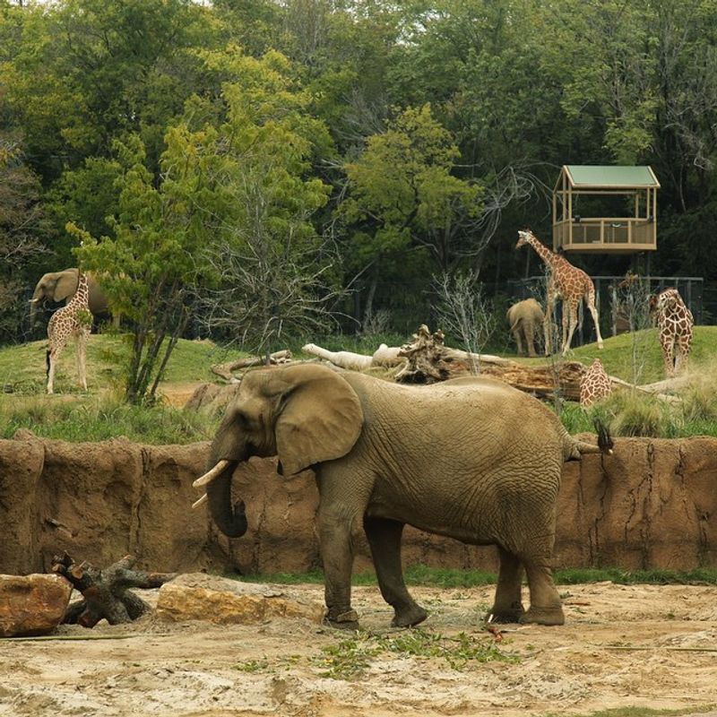 Dallas Zoo (Texas)