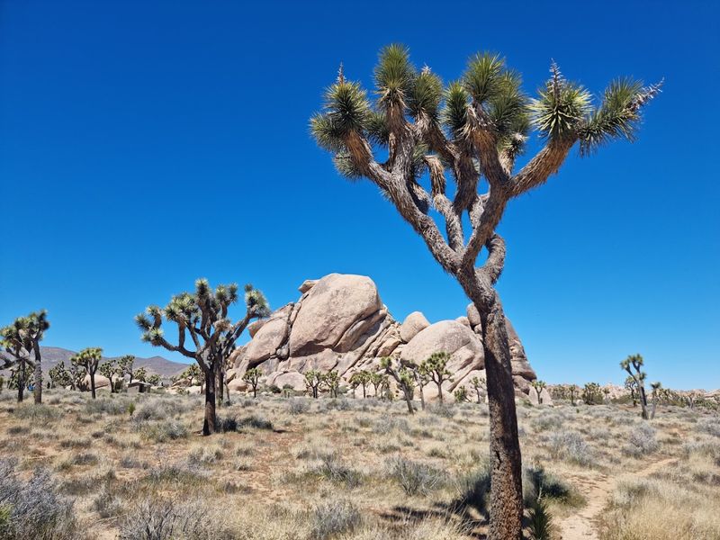 Joshua Tree National Park, California