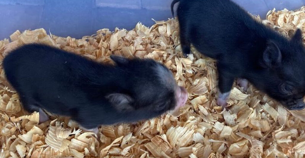 You Can Meet Adorable Mini Pigs at This Farm Just 45 Minutes From Tampa