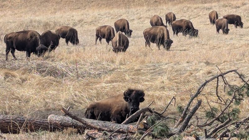 Custer State Park, South Dakota