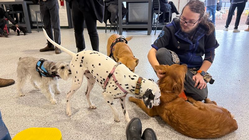 Meet the Rufferees: The Unsung Heroes of the Yard
