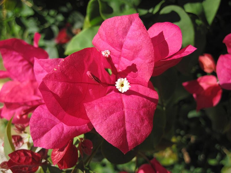 Bougainvillea
