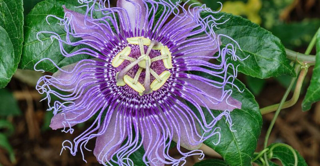12 Flowering Vines That Thrive in Florida’s Heat and Humidity Without Breaking a Sweat