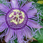 12 Flowering Vines That Thrive in Florida’s Heat and Humidity Without Breaking a Sweat