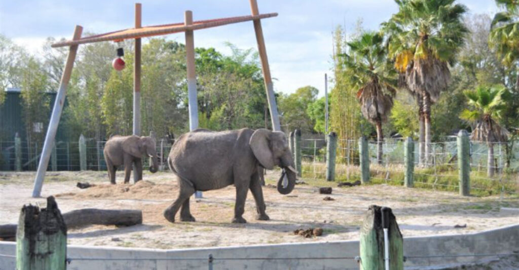 12 Top Zoos in Florida for an Unforgettable Animal Experience