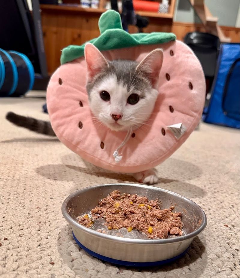 Catfé Montclair - Montclair, New Jersey