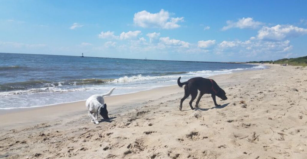 13 Dog-Friendly New Jersey Beaches Every Pet Owner Will Want to Visit