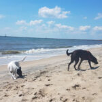 13 Dog-Friendly New Jersey Beaches Every Pet Owner Will Want to Visit
