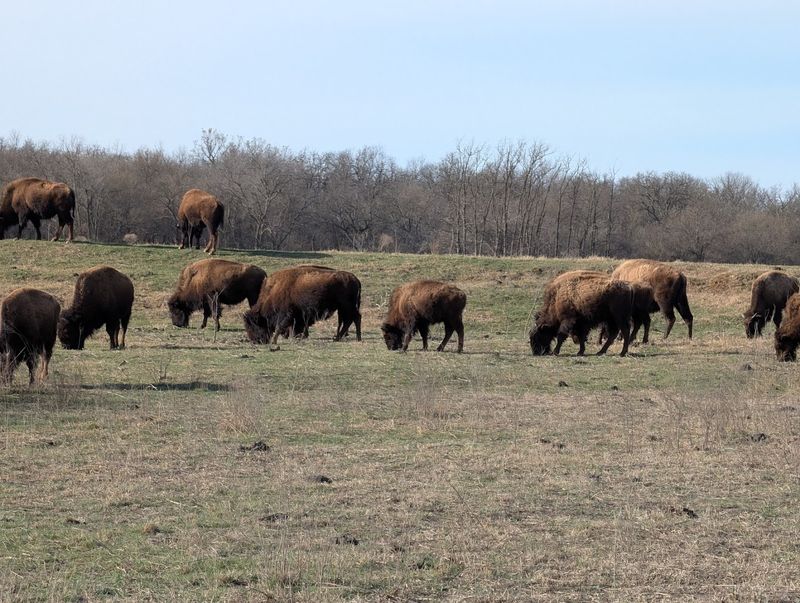 Tallgrass Prairie Preserve (USA)