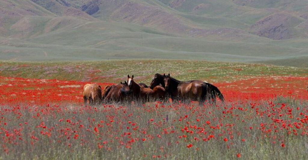 13 Most Stunning Prairies in the World You Have to See