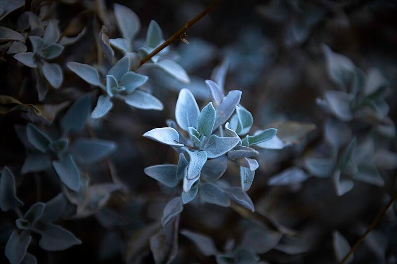 White Sage (Salvia apiana)