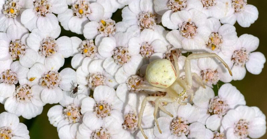 13 Plants Considered Sacred by Native American Tribes