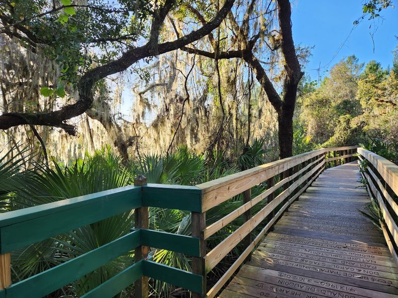 The Boardwalk: An Elevated Walk Above the Hammock