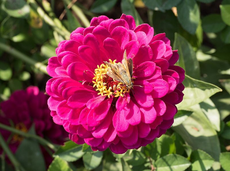 Zinnias – Fast-growing, heat-loving, and bloom nonstop with minimal care