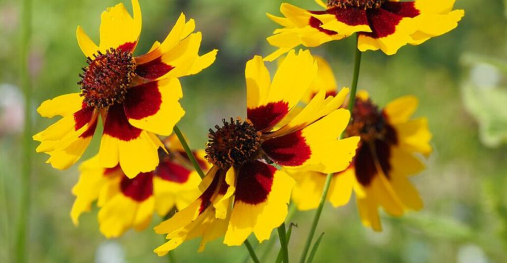 15 Flower Seeds You Should Start in April for a Colorful Florida Garden