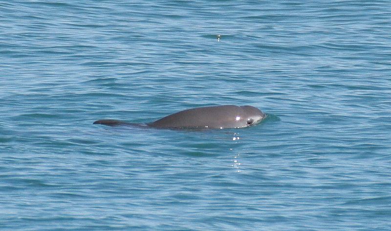 Vaquita (Phocoena sinus)