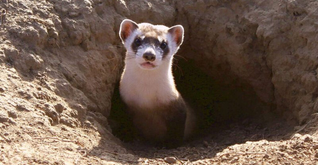 15 Most Endangered Animals in North America That Could Disappear Forever