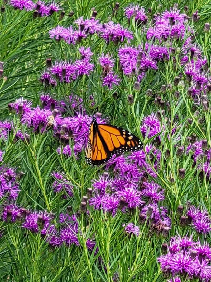 Monarch Butterflies and the Wildlife That Calls This Garden Home