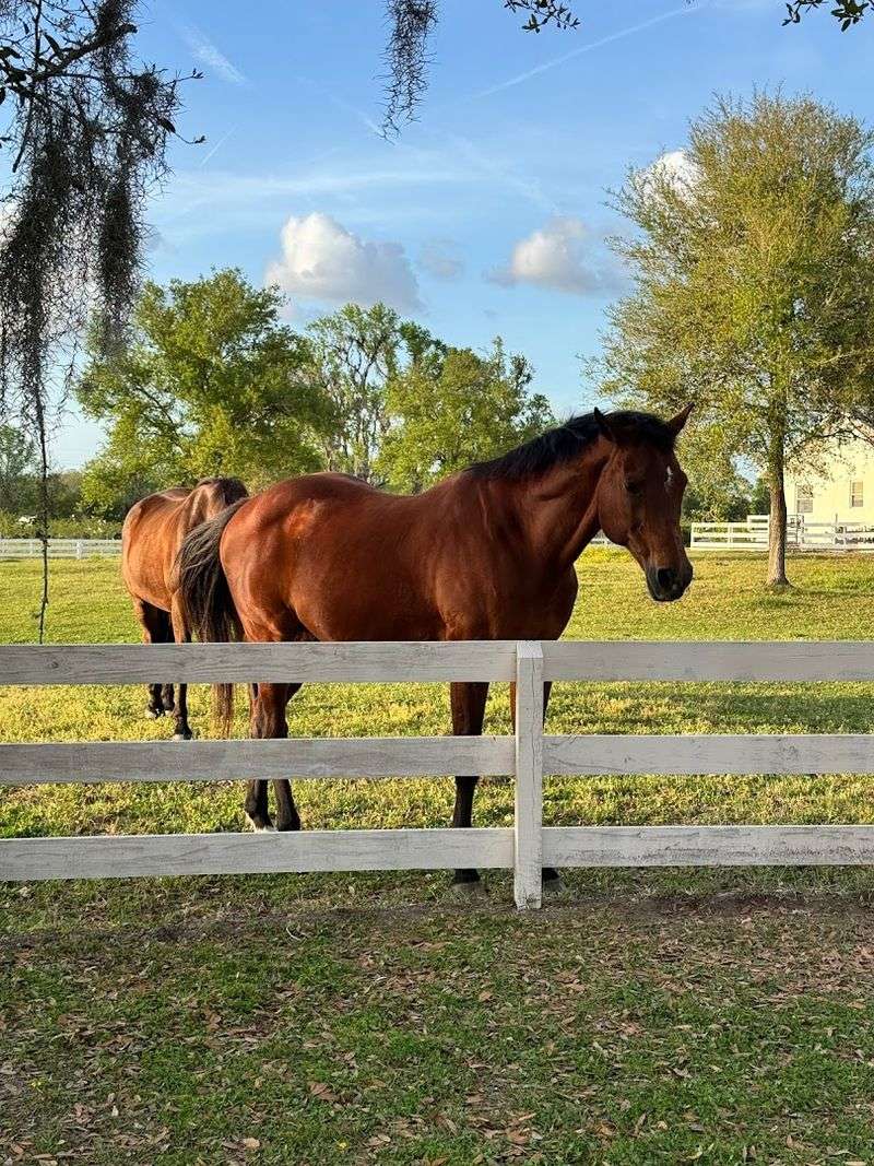 Farm Animals You Can Actually Visit