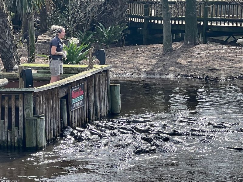 Live Shows and Feedings That Actually Deliver