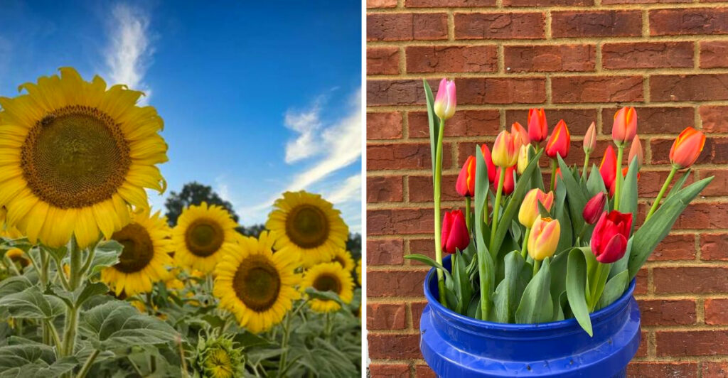 9 Tennessee Flower Farms That Make Spring Feel Magical