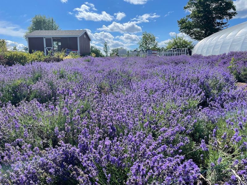The Nursery Side Is For Plant People And Hopeful Beginners