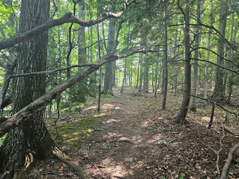 The Drive Up M-37 Is Half the Experience