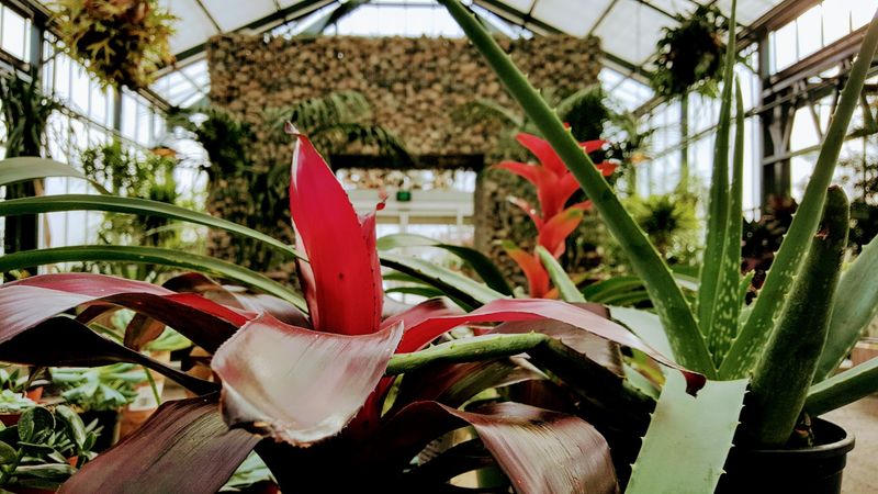 Tropical Plants That Make You Forget It Is February