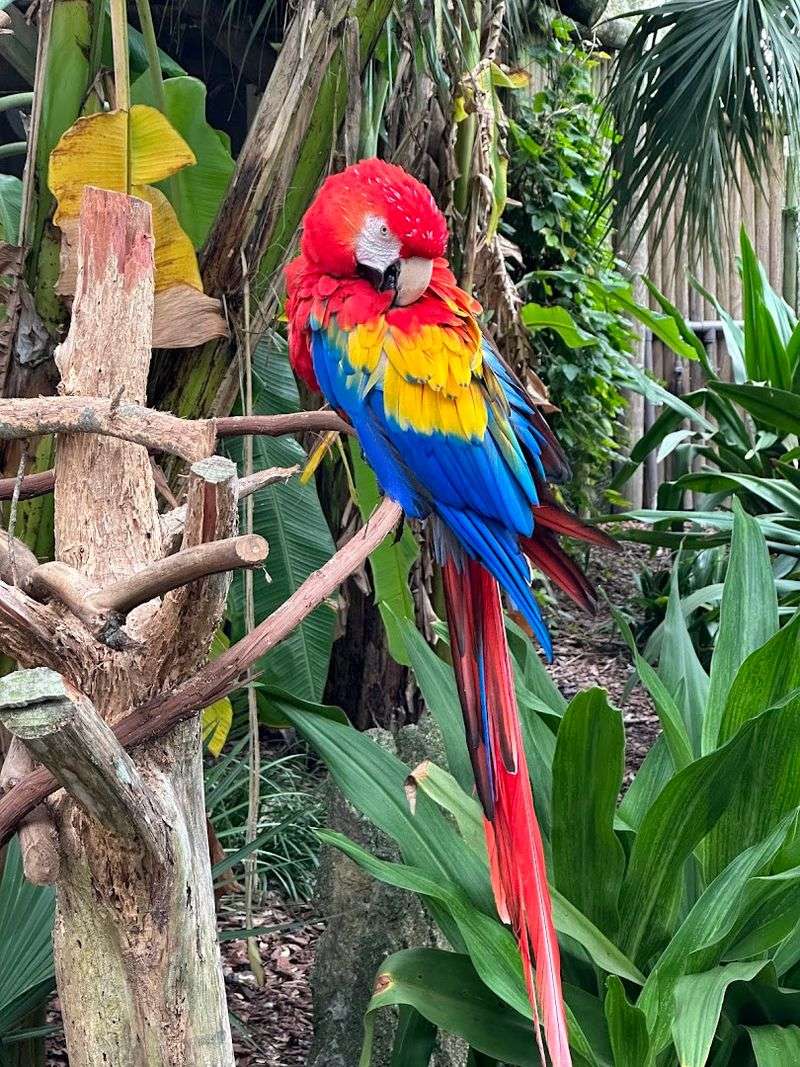 Exotic Animals from Around the Globe