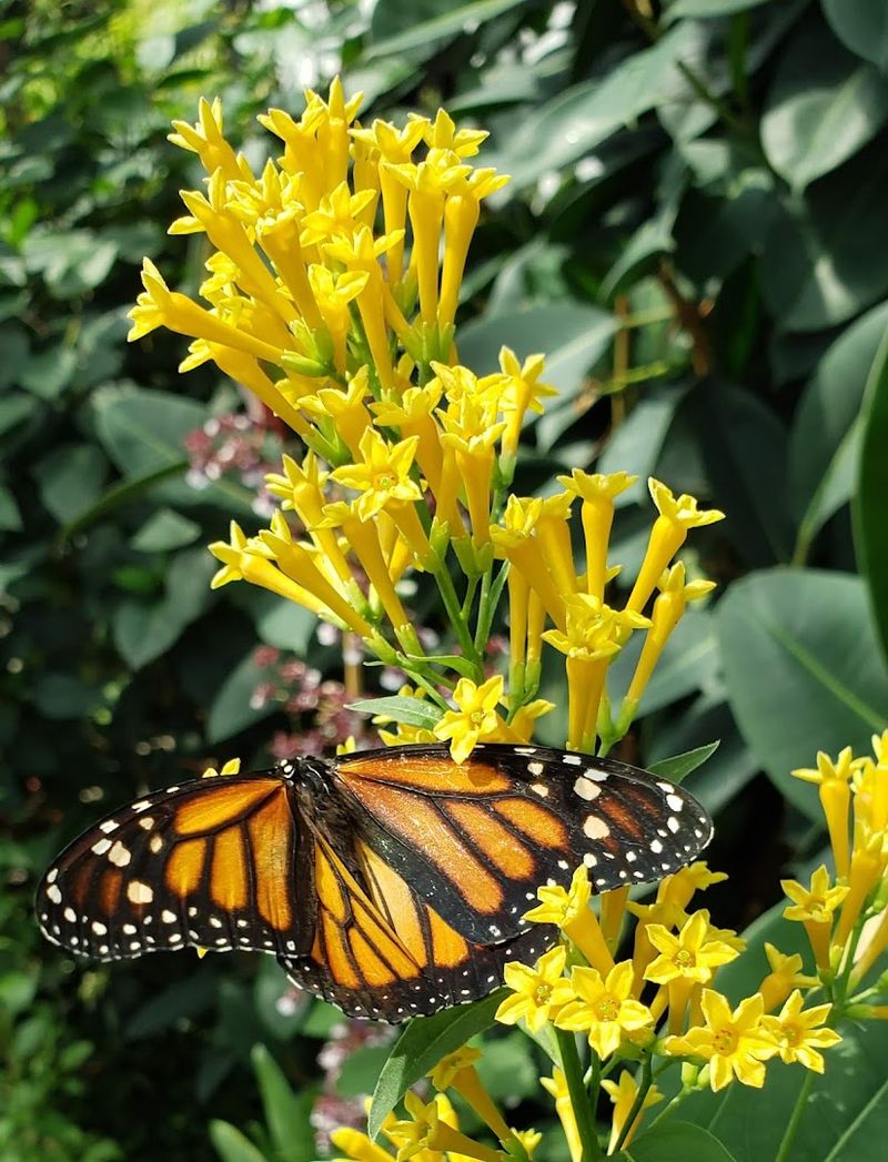 The Butterfly Pavilion: A World of Wings