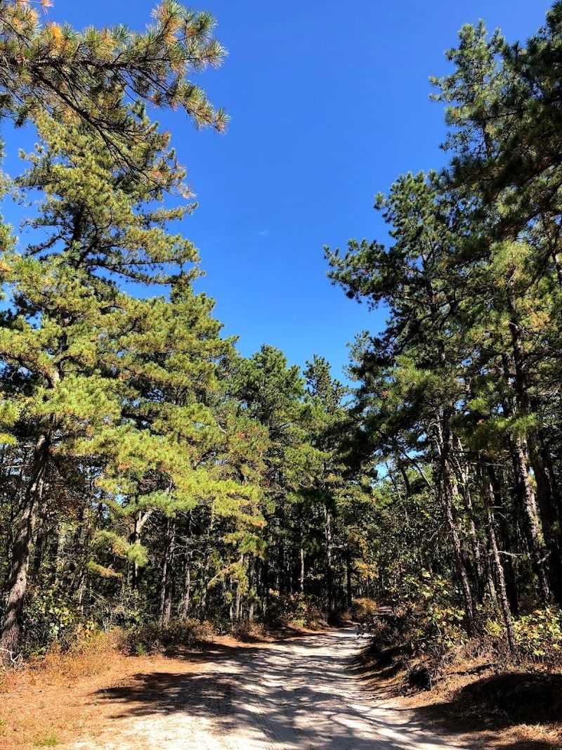 The Wharton State Forest Connection