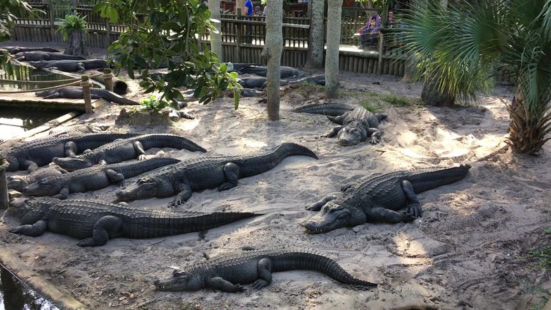 All 26 Species of Crocodilians Under One Roof
