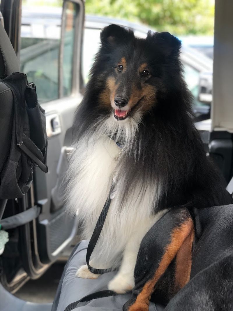 Transportation Service That Makes Life Easier