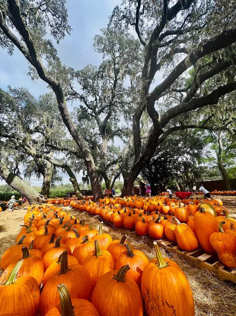 How a Florida Farm Became a Seasonal Tradition