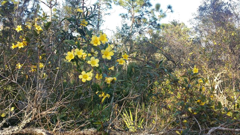 Flatwoods, Magnolias, and the Plant Life Along the Path