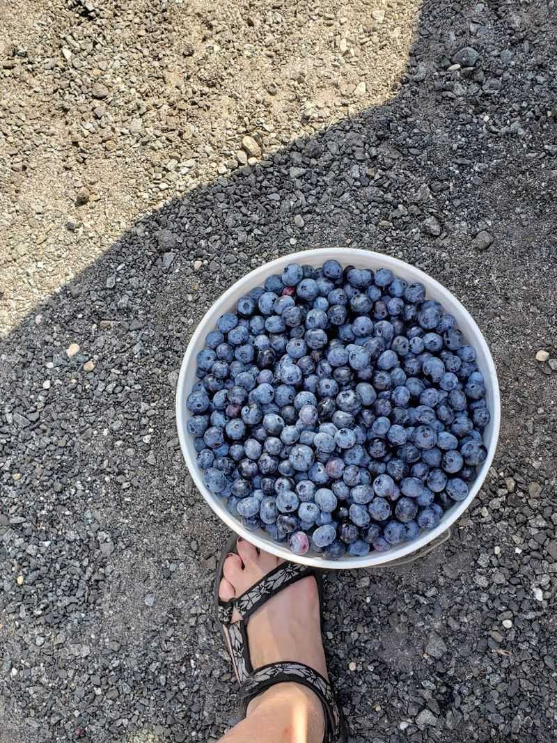What to Do With All Those Berries