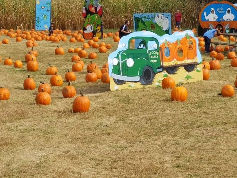 More Than Just a Pumpkin Patch
