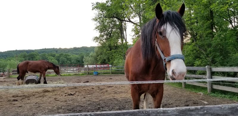 Horse Sales and Adoption at Willow Grove