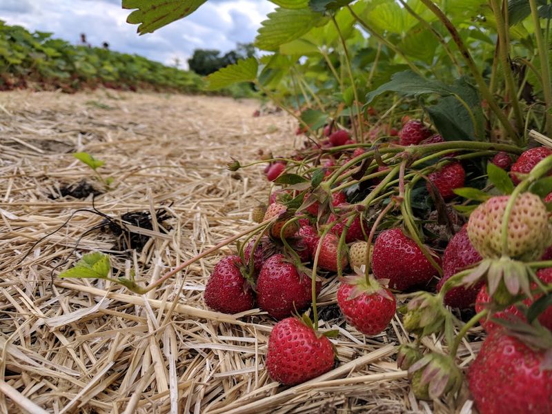 Strawberry Season: The Sweet Kickoff to Summer
