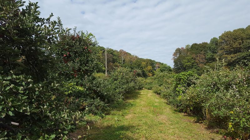 Apple Picking the Old-Fashioned Way
