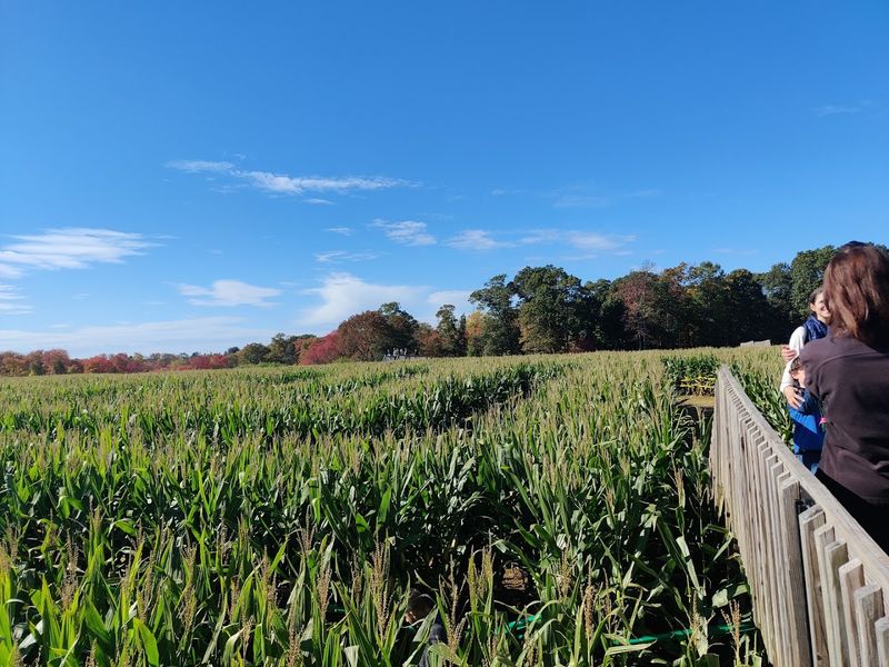 The Ten-Acre Corn Maze That Wins Every Time