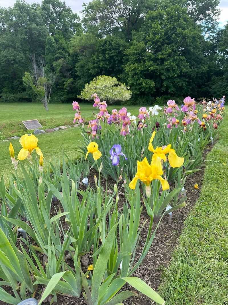 Irises That Predate Modern Horticulture