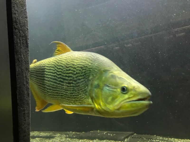 The Fish Collection Has Real Detroit Character