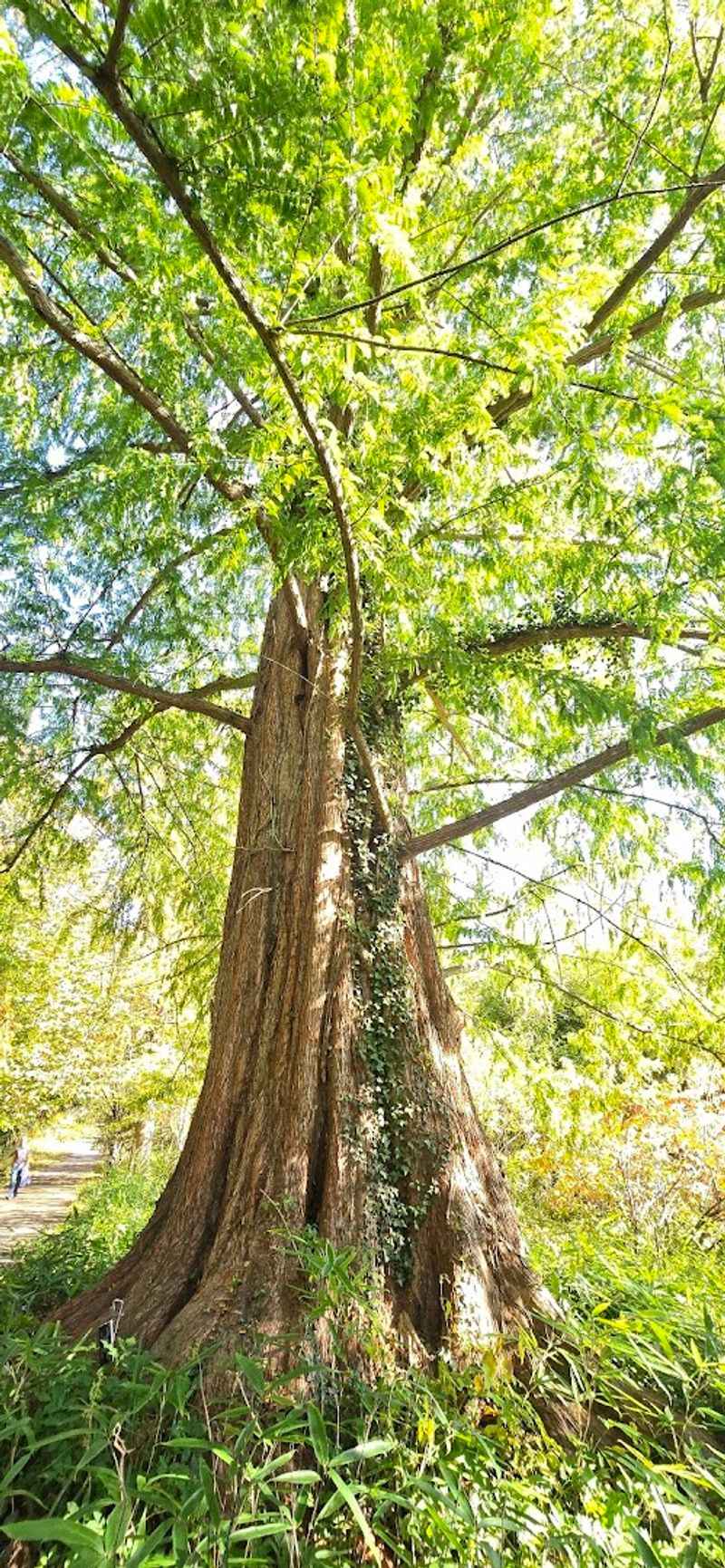 The State Champion Tree That Stops Everyone in Their Tracks