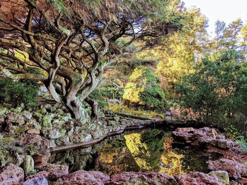 The Japanese Garden Section